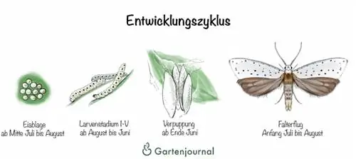 Udviklingscyklus for en webmøl