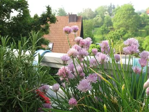 Erba cipollina sul balcone: cura, raccolta e svernamento