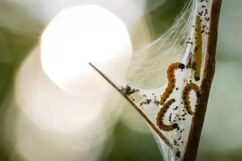 Web moths - species, lifestyle and enemies