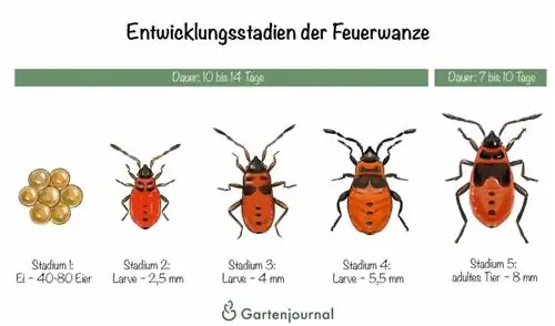 Developmental stages of the fire bug