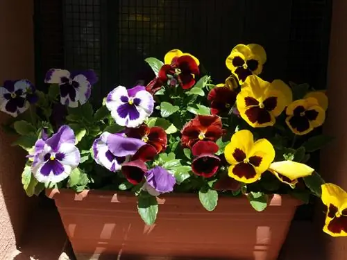 Wanneer blom pansies?