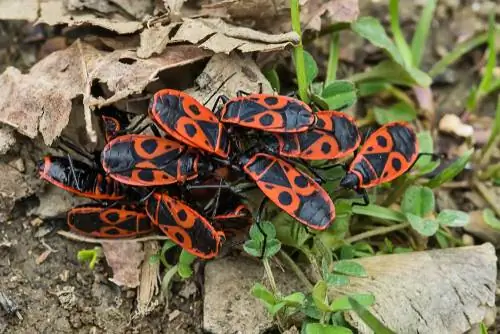 Brann insekter i hagen - bekjemp eller beskytt?