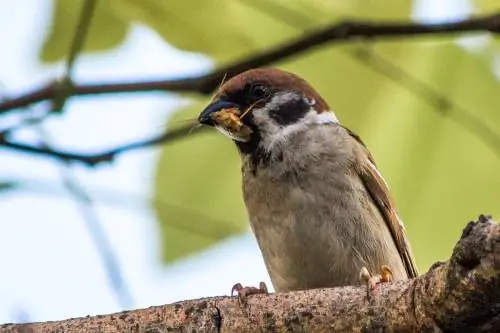 cricket bird