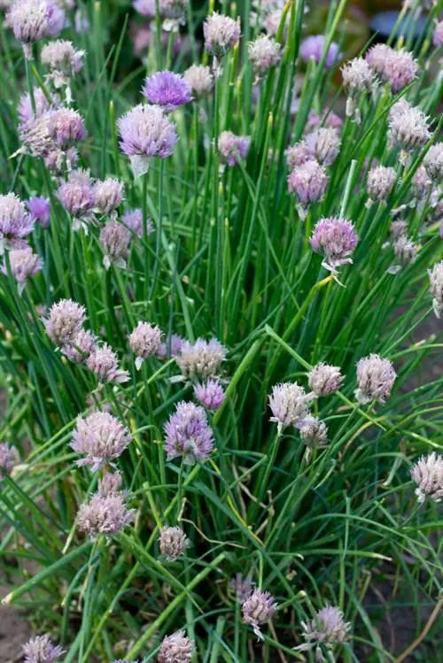 Water chives nang tama: Mga tip para sa malusog na halaman