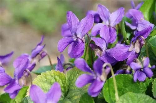 Variedad de especies de violetas: Descubre las más bellas