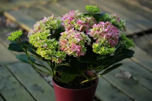 Hydrangeas ntawm lub sam thiaj: Nov yog qhov lawv vam meej