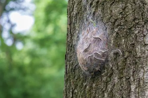 pelanduk kawad oak-apa-perlu-buat