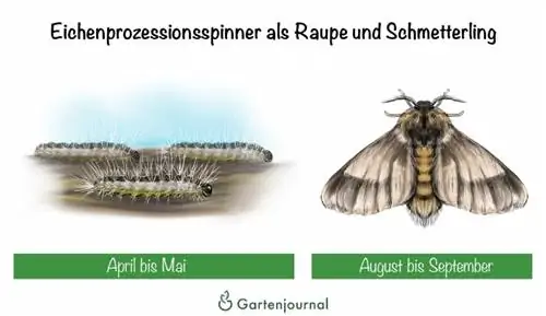 Oak processionary moth as a caterpillar and butterfly