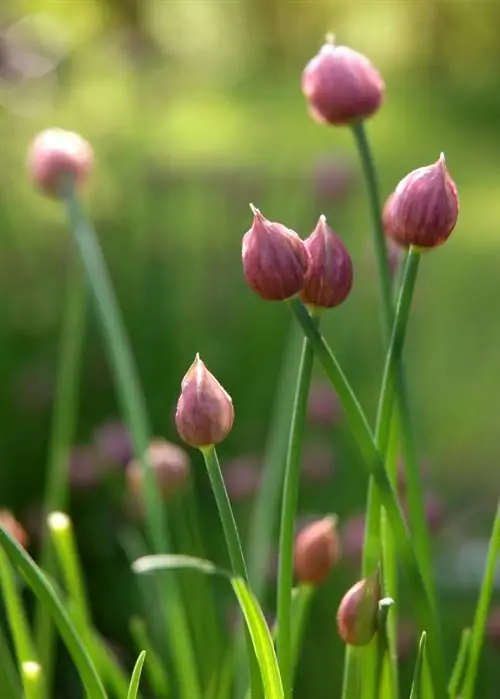 Brotes de cebollino