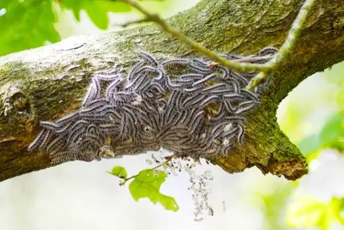 Koj yuav ua li cas yog tias koj muaj tus kab mob oak processionary npauj kab mob?