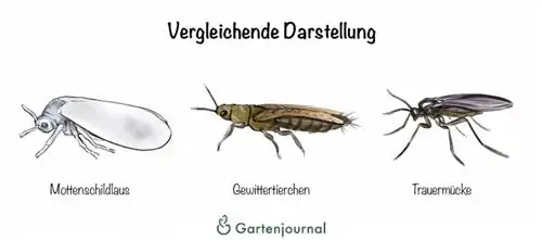 Representación comparativa de mosca blanca, mosquito de los hongos y pájaros del trueno.