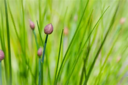 Chives diseases