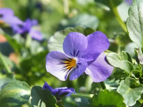 Violetes en tota la seva esplendor: Quan comença el període de floració?