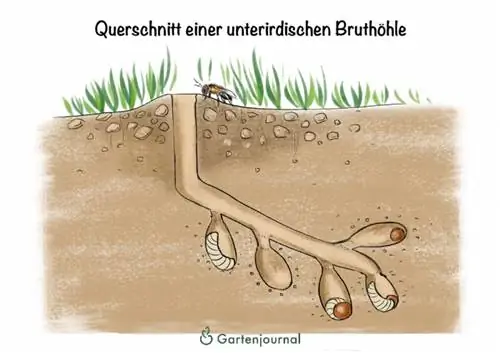 Cross section of an underground breeding cavity