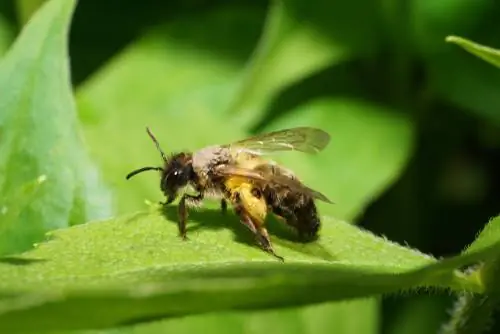 পৃথিবী মৌমাছি