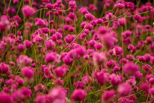 Chives varieties