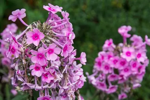 Phlox después de la floración.