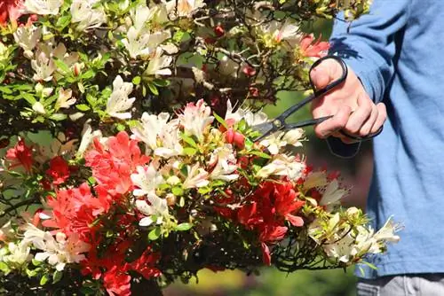 Poda de azalea japonesa