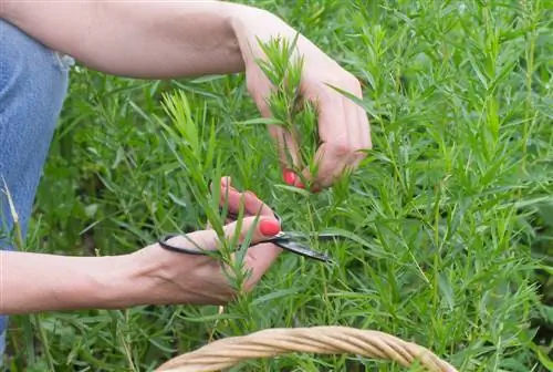 Récolte de l'estragon : Quand et comment couper l'herbe ?