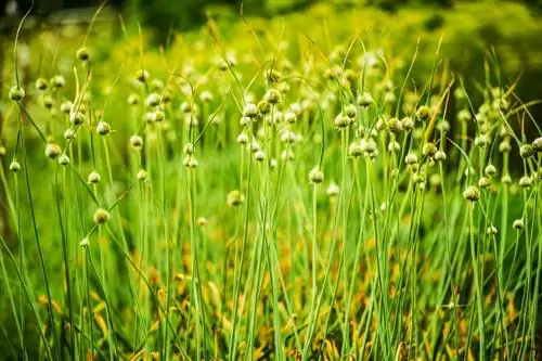 Daun kuning pada daun kucai: apa yang perlu dilakukan dan bagaimana untuk mencegahnya?