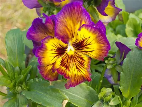 Pansy տեսակ