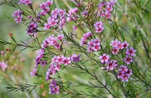 Chamelaucium uncinatum - nikada ne bi trebalo da prezimi na otvorenom