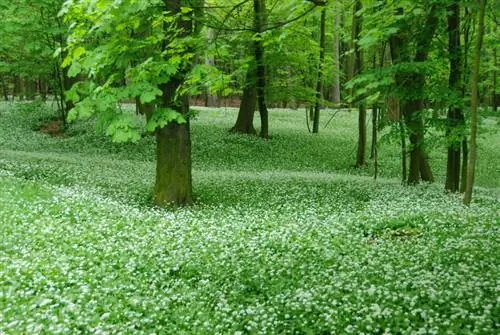 Propagate wild garlic