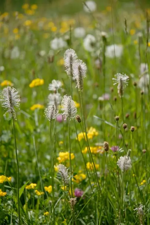 Bekämpa ribwort groblad