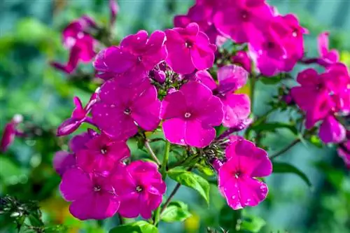 Phlox χειμωνιάτικο