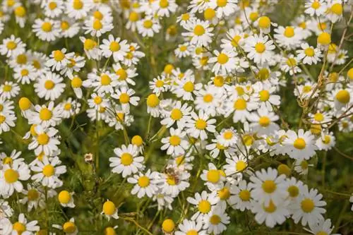 Chamomile dipermudahkan: penanaman dan penjagaan herba ubatan