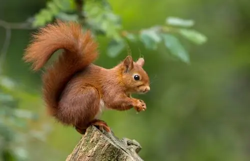 Ardilla en el bosque