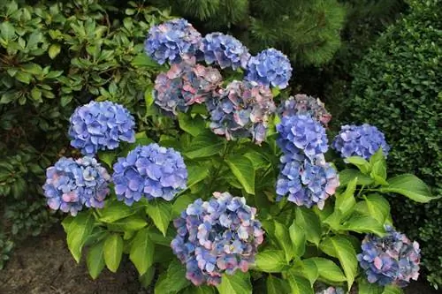 Hortensia jord