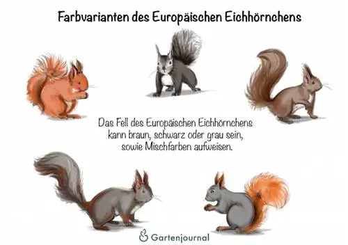 Xim variations ntawm European squirrel