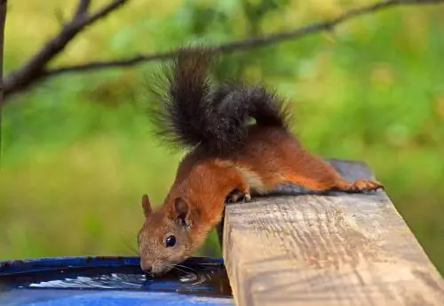 squirrel