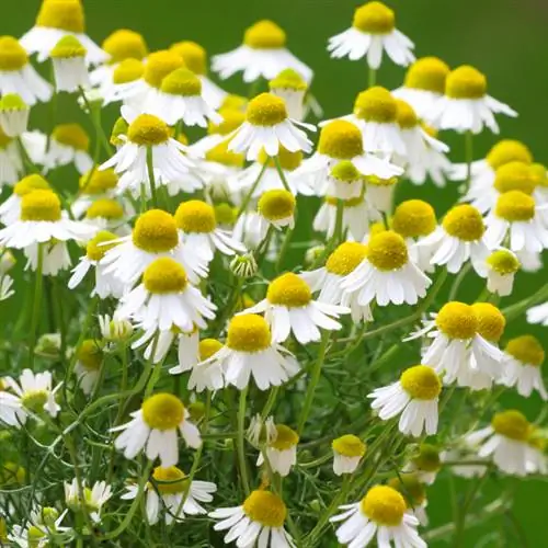 Chamomile: Ni wakati gani mzuri wa kuchanua kwa matokeo bora?