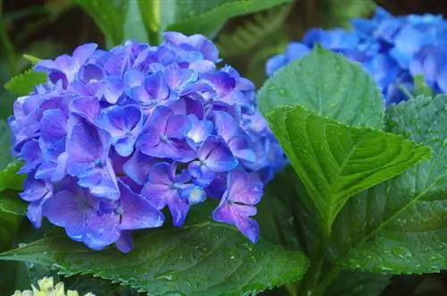 Hortensia's blou kleur: Dit is hoe jy die kleur beïnvloed