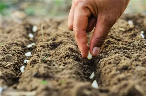 Sow vegetables directly outdoors