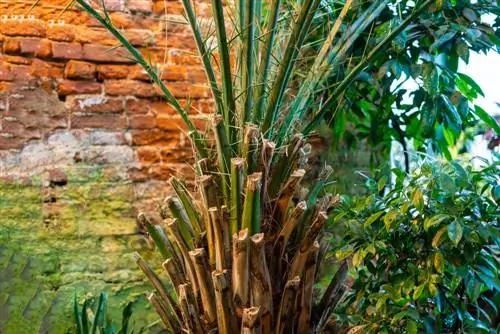 phoenix-canariensis-daun kering