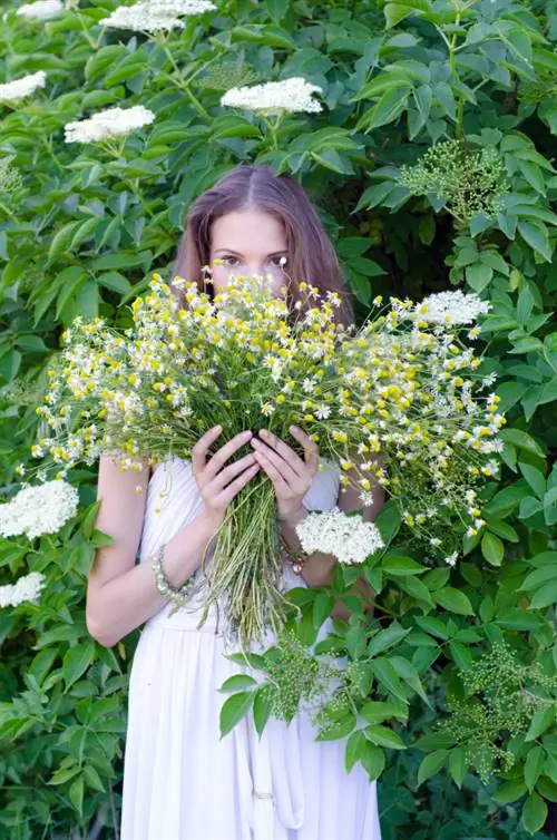 Kusanya chamomile