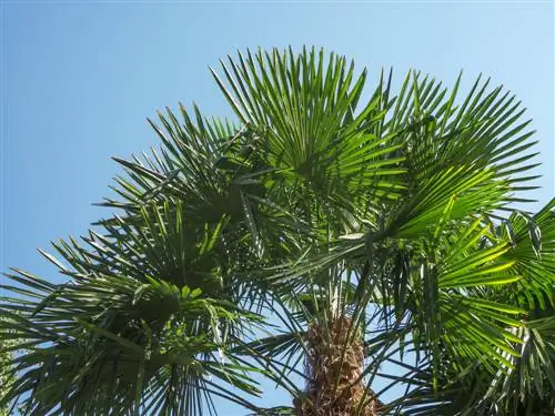 trachycarpus fortunei augimas