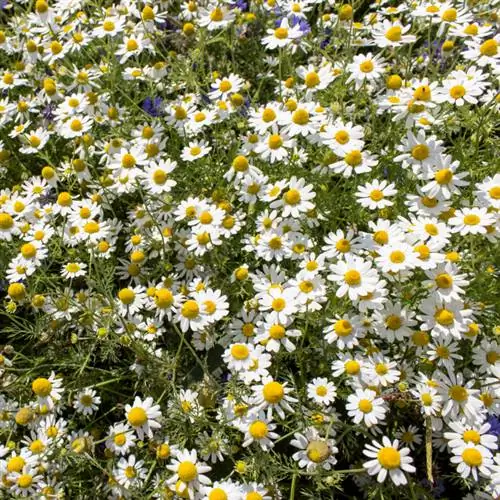 Hvornår blomstrer ægte kamille? Sæsonens oversigt