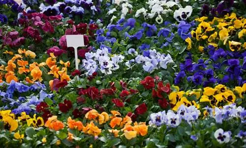 Violetas: color, tipos y tiempo de floración de un vistazo