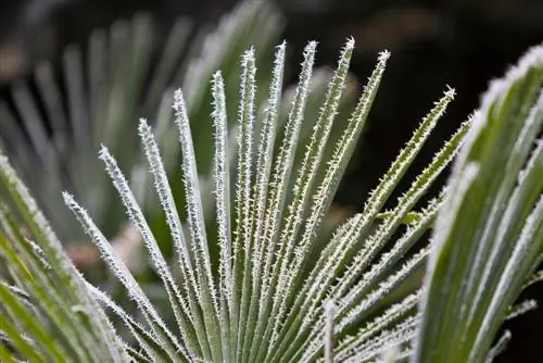 trachycarpus fortunei חורף