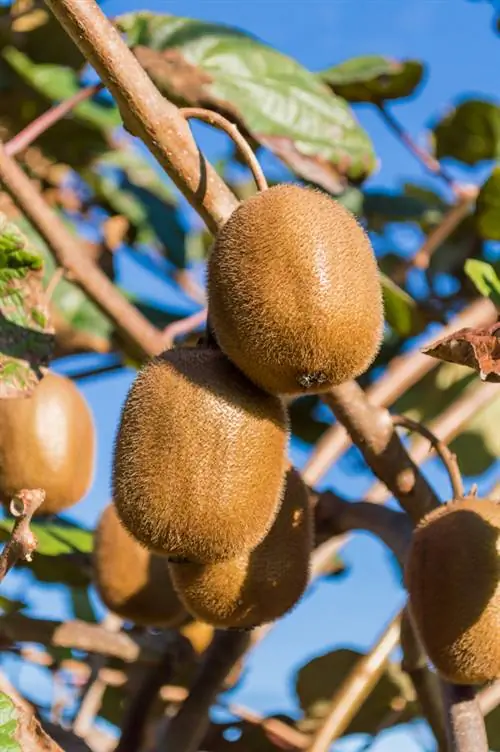 Harvest kiwi