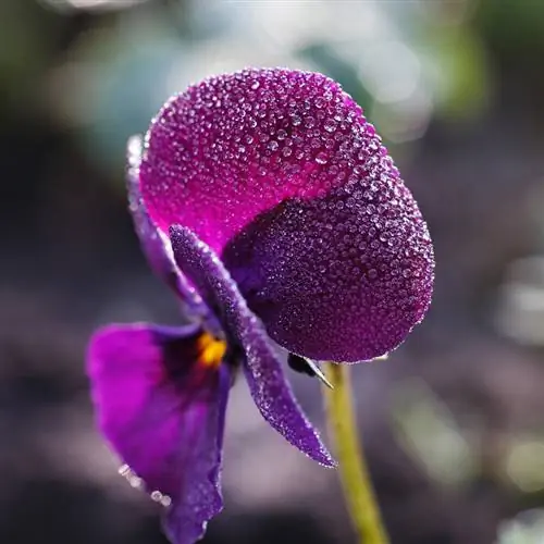 Pansies in die winter: Dit is hoe hulle die ryp trotseer