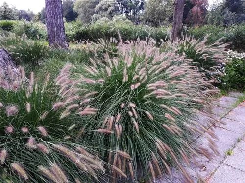 Pennisetum bakımı