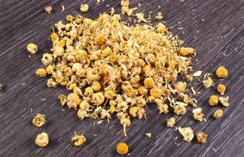 Kenali chamomile sebenar