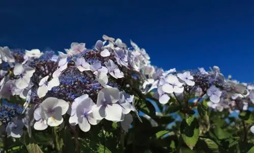 Орой Hydrangea үчүн кам көрүү