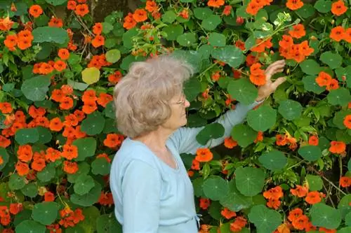 Vellykket såing av nasturtiums: tips og triks