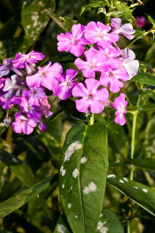 Phlox жана порошок көк: өсүмдүк оорусу менен кантип күрөшүү керек